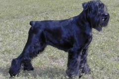 COLLETTE-Anilam
