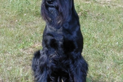 Collette