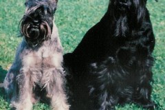 denny4