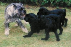 denny5