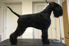 jolly-20m