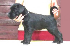kitrii1