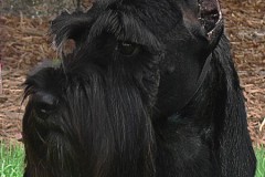 kitrii13