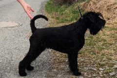 lavender-8months