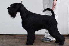 lexi-15m