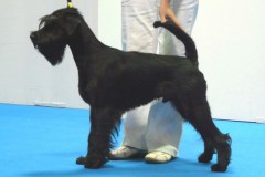 mandarino29