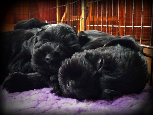 1_puppies