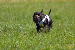 tiggycoursing10