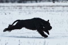 tiggycoursing11