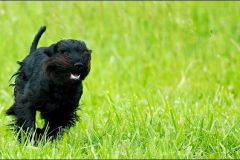 tiggycoursing4