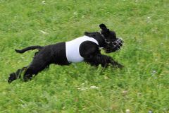 tiggycoursing5