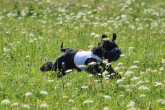 tiggycoursing6