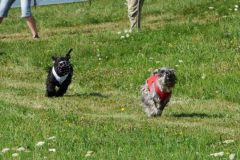tiggycoursing8
