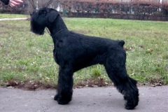 shaggy103