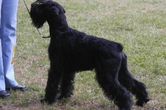 shaggy23