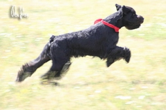 shaggy32