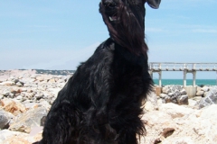 shaggy95