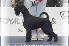 zingo2