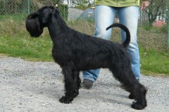 valegro1