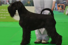 vassari7