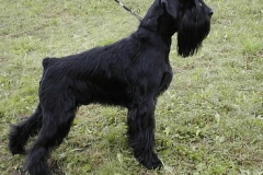 BARNIE-od-Dalajského-potoka