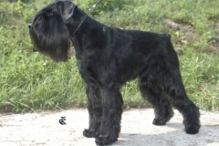 BARNIE-od-Dalajského-potoka