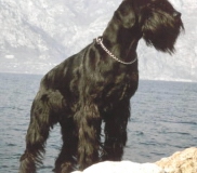 bonie4