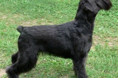Charmant-Dinsdale-Chimera-Iska