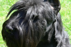 charmant6