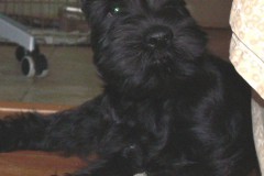 charmant7