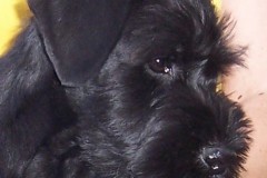 kaipo3