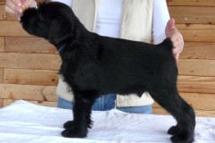 lucas1