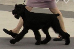 merlin3