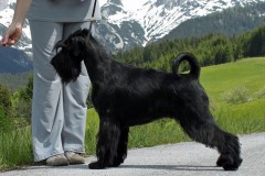 montana6