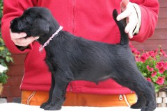 noblesse1