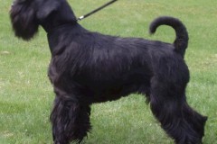 noblesse2