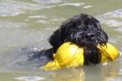 tarwen1